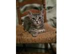 Adopt Emma (23-506) a Gray, Blue or Silver Tabby Domestic Shorthair / Mixed cat