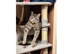 Adopt Bubba a Gray, Blue or Silver Tabby American Shorthair (short coat) cat in