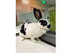 Adopt LILLY a White Other/Unknown / Mixed rabbit in San Martin, CA (36173739)