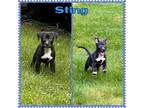 Adopt Sting a Black - with White Pit Bull Terrier / Mixed dog in Stamford