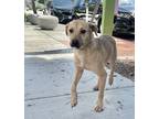 Adopt Maggie a Tan/Yellow/Fawn Labrador Retriever / Italian Greyhound / Mixed