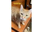 Adopt Pippin a Orange or Red Tabby Domestic Shorthair (short coat) cat in