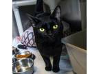 Adopt Muffin a All Black Domestic Shorthair / Mixed cat in Newark, DE (39080467)