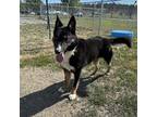 Adopt Timmy T a Black German Shepherd Dog / Mixed Breed (Large) / Mixed dog in