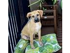 Adopt Jeep a Tan/Yellow/Fawn - with Black Labrador Retriever / Black Mouth Cur /