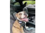 Adopt Tyson a Brindle - with White American Staffordshire Terrier / Mixed dog in