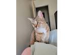 Adopt Ginger a Tan or Fawn Tabby American Shorthair / Mixed (short coat) cat in