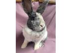 Adopt Sesame a Harlequin Harlequin / Mixed (short coat) rabbit in Edinburg