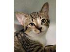 Adopt Marciella a Brown Tabby Domestic Shorthair (short coat) cat in Grayslake