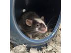 Adopt Mr. Fredricksen a Black Mouse / Mouse / Mixed small animal in Lewiston