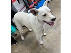 Adopt 18220 a Labrador Retriever / Greyhound dog in Chatsworth, GA (39090796)