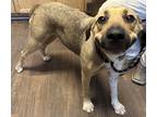 Adopt Sue a Brown/Chocolate - with White Black Mouth Cur dog in Opelousas