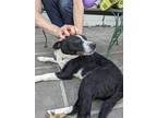 Adopt Beanie a Black - with White Border Collie / Mixed dog in Nashville