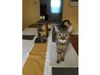 Adopt Shirley a Brown Tabby Tabby / Mixed cat in Springfield, PA (39090689)