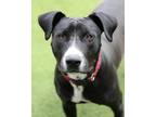 Adopt Trixie a Pit Bull Terrier / Labrador Retriever / Mixed dog in Novato