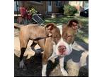 Adopt Beau a Brown/Chocolate - with White Cane Corso / Dogo Argentino / Mixed