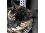 Adopt Tula a Domestic Shorthair / Mixed cat in Spokane Valley, WA (39090652)