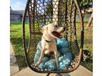 Adopt Bubba a Boxer / Mixed dog in Sioux City, IA (39090649)