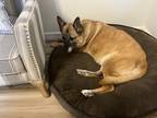 Adopt Lucy a Tan/Yellow/Fawn - with White Belgian Malinois / Mixed dog in