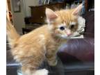 Adopt Theodore a Orange or Red Tabby Maine Coon (long coat) cat in Ypsilanti