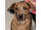 Adopt Ruby a Catahoula Leopard Dog / Mixed dog in Branson, MO (39090534)