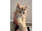 Adopt Jill (Bonded to Jackie) a Gray or Blue Abyssinian (short coat) cat in