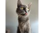 Adopt Fiona a Gray or Blue Domestic Longhair / Mixed cat in Marion