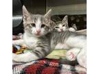 Adopt Oakley a Gray or Blue Domestic Shorthair / Mixed cat in Moose Jaw