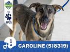 Adopt Caroline a German Shepherd Dog / Mixed dog in Houston, TX (39090034)