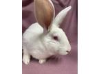 Adopt Crowley a Albino or Red-Eyed White New Zealand / Mixed (short coat) rabbit