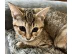 Adopt Sugar a Brown Tabby Domestic Shorthair (short coat) cat in Bentonville