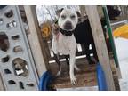 Adopt Siren a White - with Gray or Silver Staffordshire Bull Terrier / Boxer /