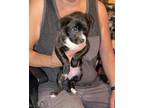 Adopt Puppies a Brindle American Pit Bull Terrier / Pomeranian / Mixed dog in