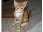 Adopt Thor a Orange or Red Tabby Domestic Shorthair (medium coat) cat in