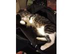 Adopt Haku a Brown Tabby Tabby / Mixed (short coat) cat in Georgetown