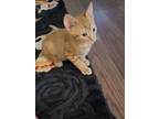Adopt Angus a Orange or Red Tabby Domestic Shorthair / Mixed (short coat) cat in