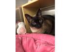 Adopt Ella a Brown or Chocolate Siamese (short coat) cat in West Hills