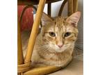 Adopt Justin a Orange or Red Tabby (medium coat) cat in West Hills