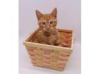Adopt Cheeseburger II a Orange or Red Tabby Domestic Shorthair / Mixed cat in