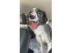 Adopt Bandit a Merle Australian Shepherd / Border Collie / Mixed dog in