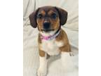 Adopt Buttercup a Beagle dog in Brooklyn, NY (39081800)