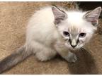 Adopt Ernie a White (Mostly) Siamese (medium coat) cat in West Hills