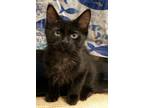 Adopt Willis a All Black Domestic Shorthair (short coat) cat in West Hills