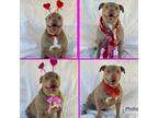 Adopt NALA a Tan/Yellow/Fawn American Staffordshire Terrier / Pit Bull Terrier /