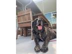 Adopt TRIXIE a Black Mastiff / Labrador Retriever / Mixed dog in Slinger