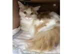 Adopt Chevy(petsmart) a Domestic Longhair / Mixed cat in Cornwall, ON (39082563)