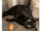 Adopt Ollie a All Black Domestic Shorthair (short coat) cat in West Hills