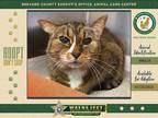 Adopt Meeko a Domestic Shorthair / Mixed cat in Melbourne, FL (39089553)