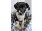 Adopt Poppy a Black Border Collie / Mixed dog in Caldwell, ID (39089533)