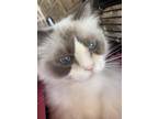 Adopt Patrice a Cream or Ivory Ragdoll (long coat) cat in New Braunfels